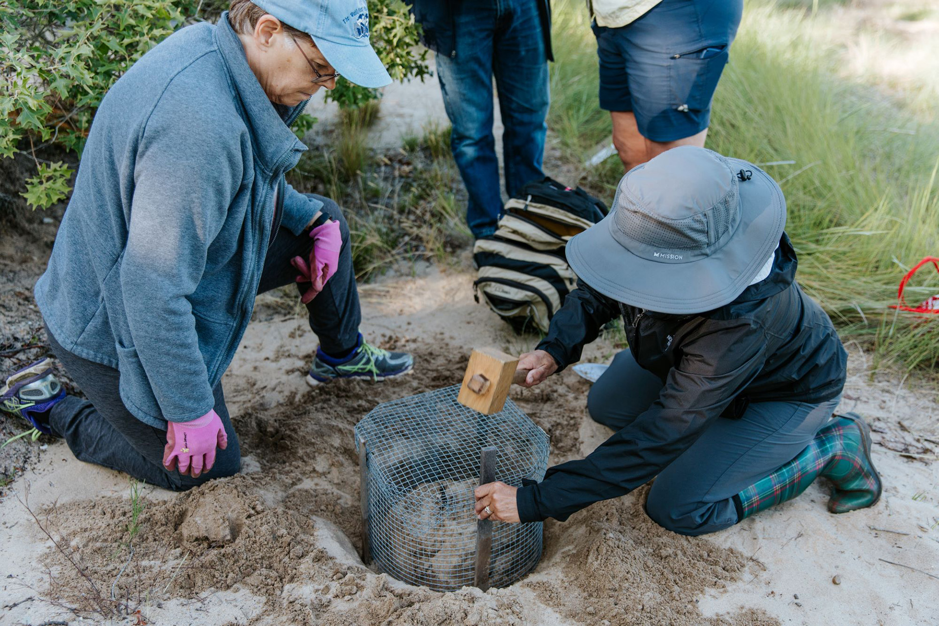 Two volunteers installing a Diamondback Terrapin nest protector