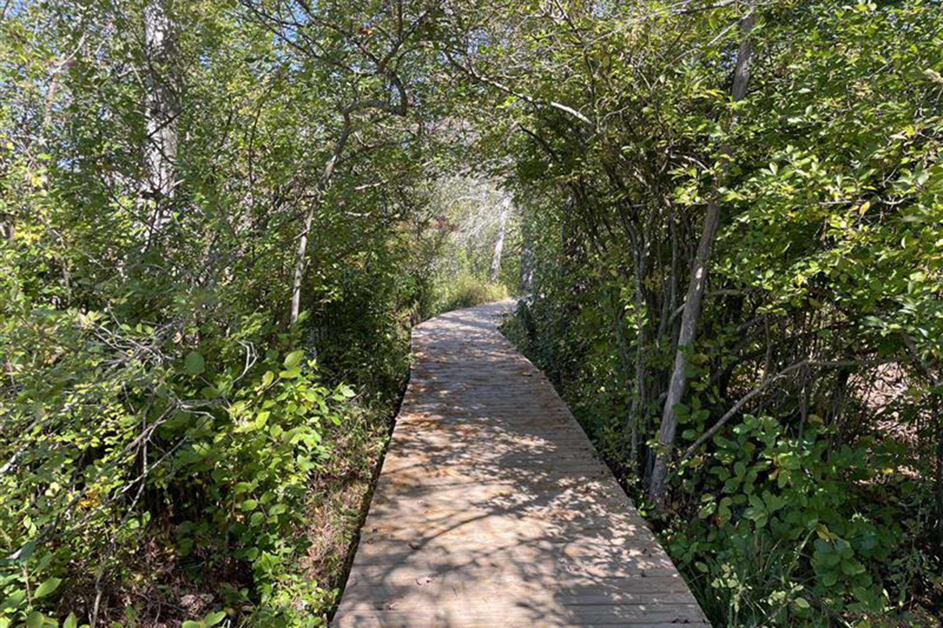 Boardwalk trail through a canopy of green trees