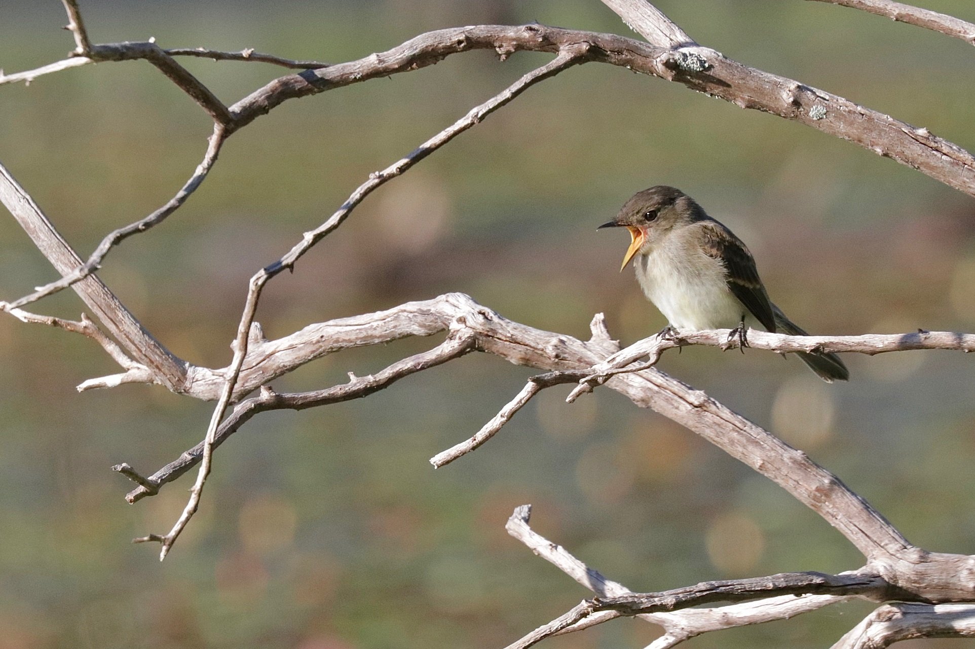 An Eastern Phoebe calls out from a bare branch.