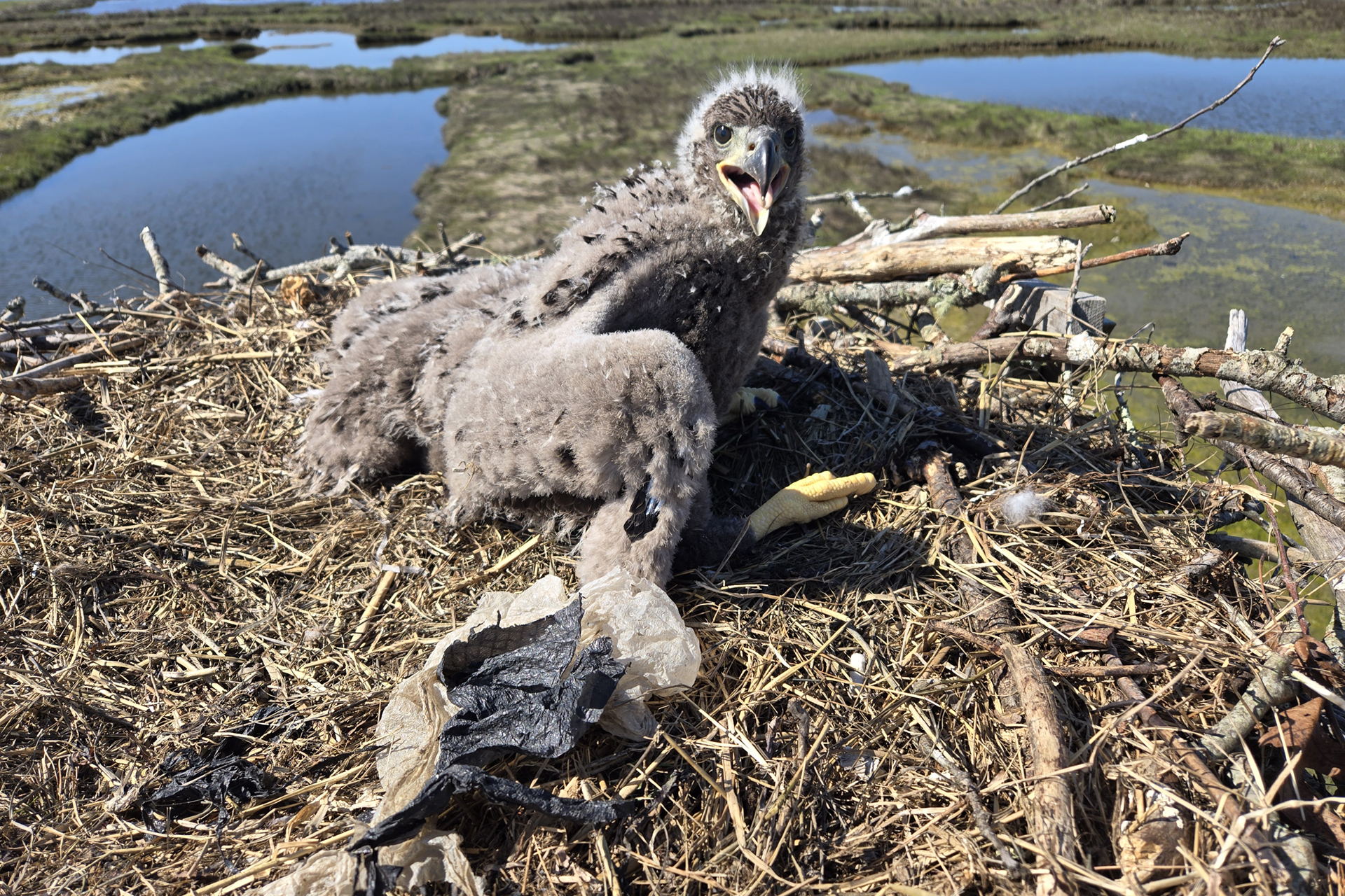 Newly hatched Bald Eagle asserting its claim to an Osprey platform