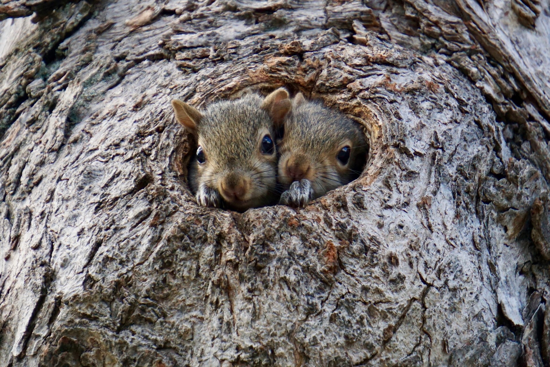 Two squirrels poking their heads out of a hole in a tree.