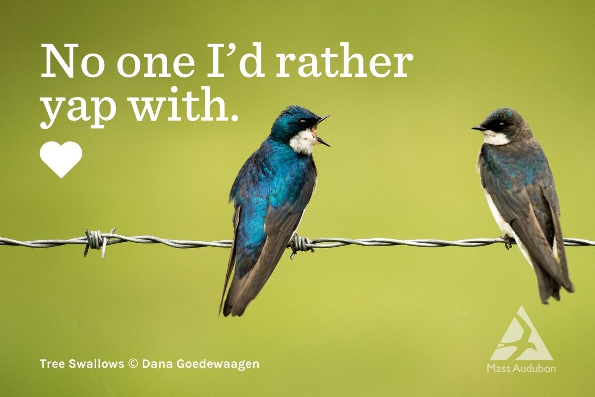 Tree Swallow Valentine