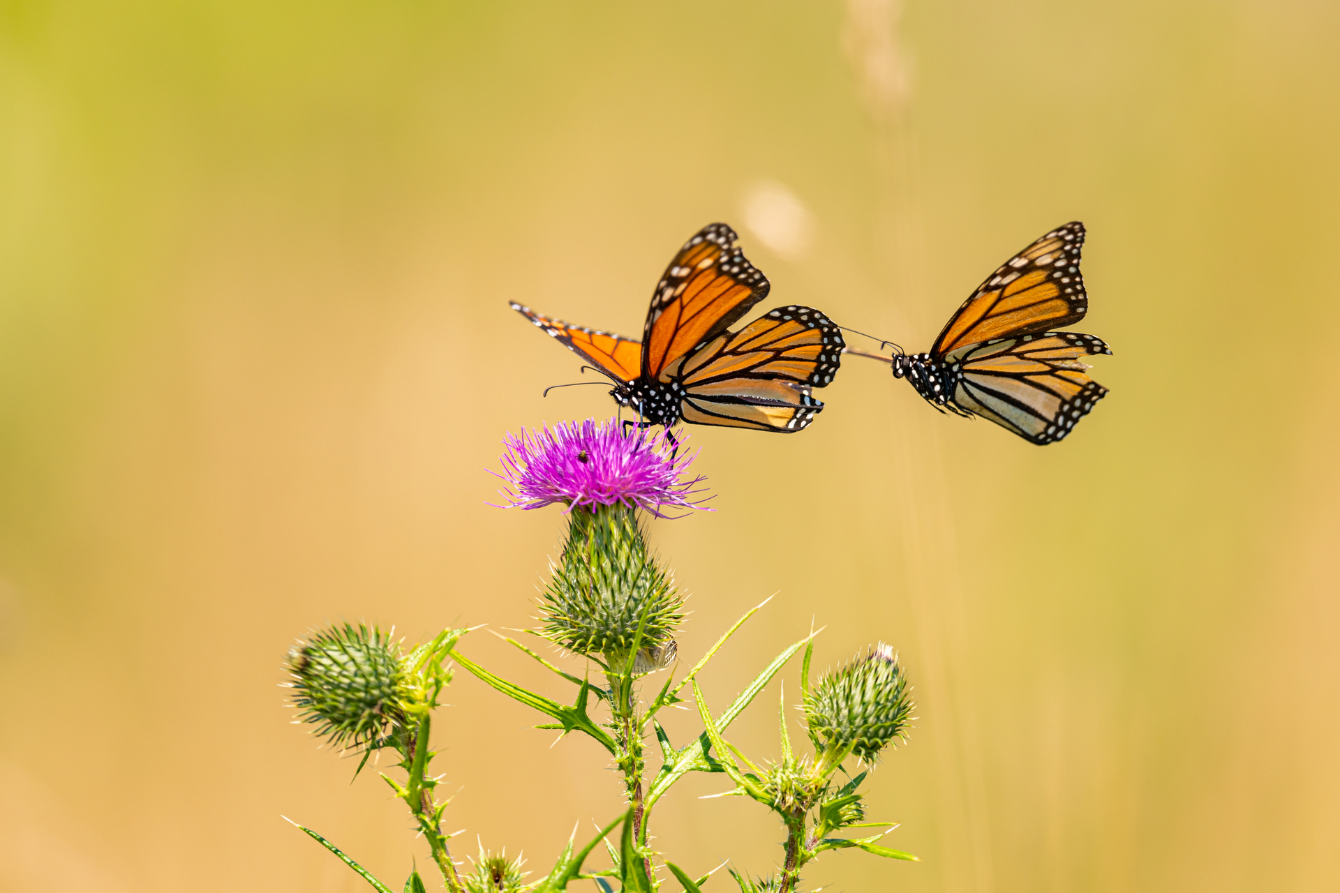 monarch butterflies by flower