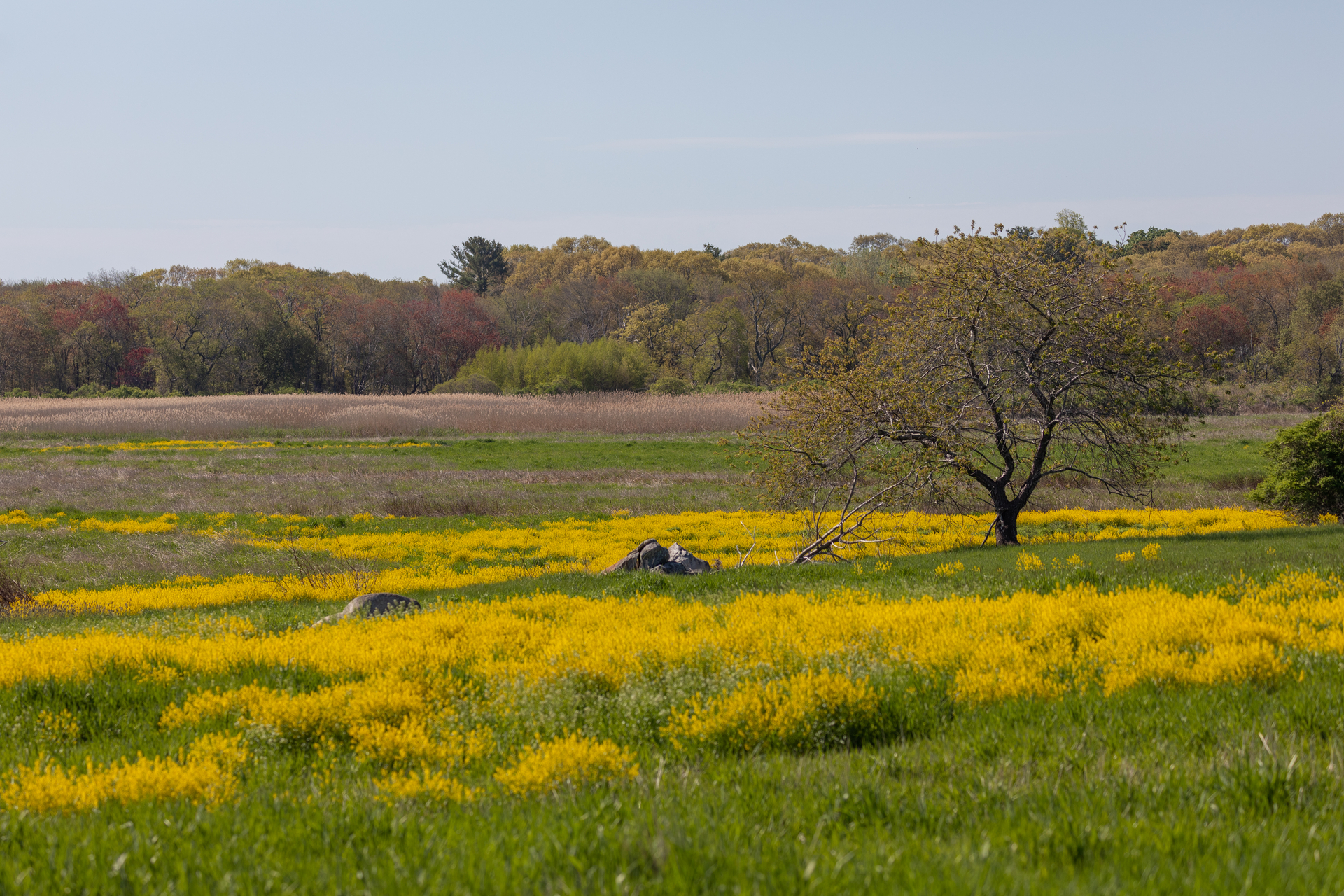 A sprawling meadow with gold flowers.  A single tree stands in the middle, with the rest on the edge of the meadow.