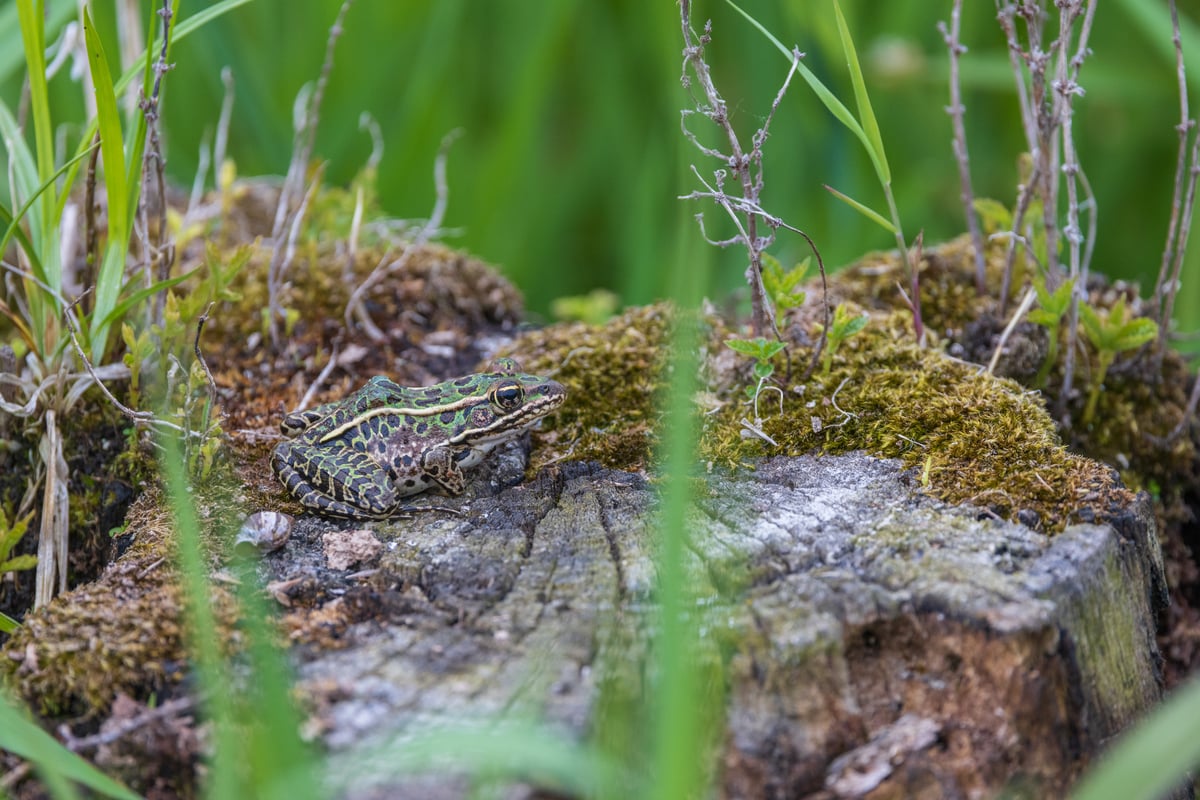 A green frog with black dots sits on a mossy tree stump.