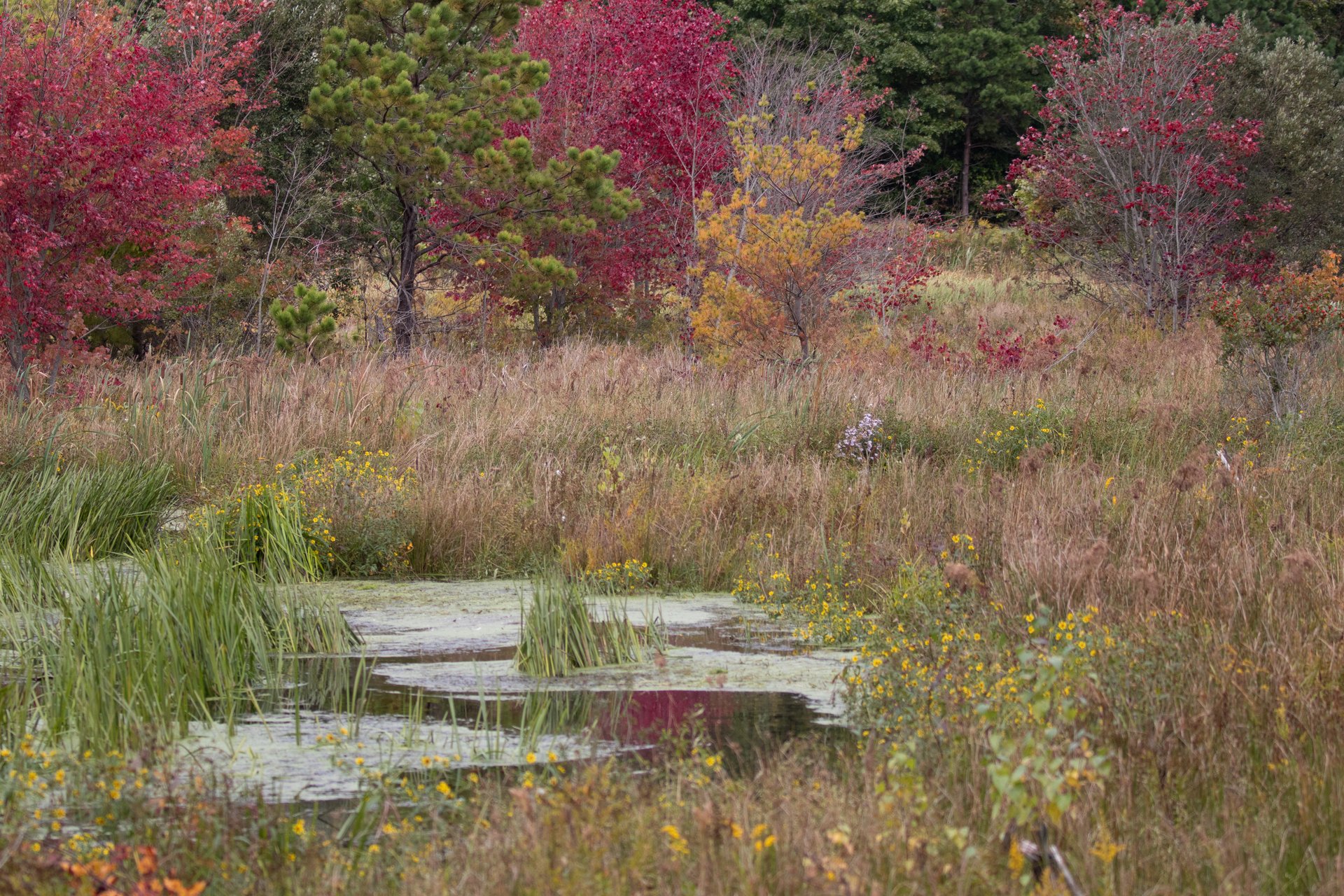 A watery marsh with tall grass and yellow flowers. Red, yellow, and green shrubs in the background.