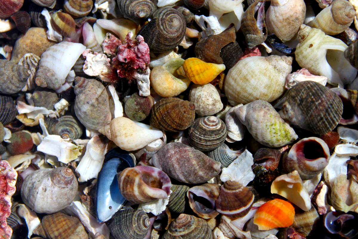 close up of a lot of different seashells