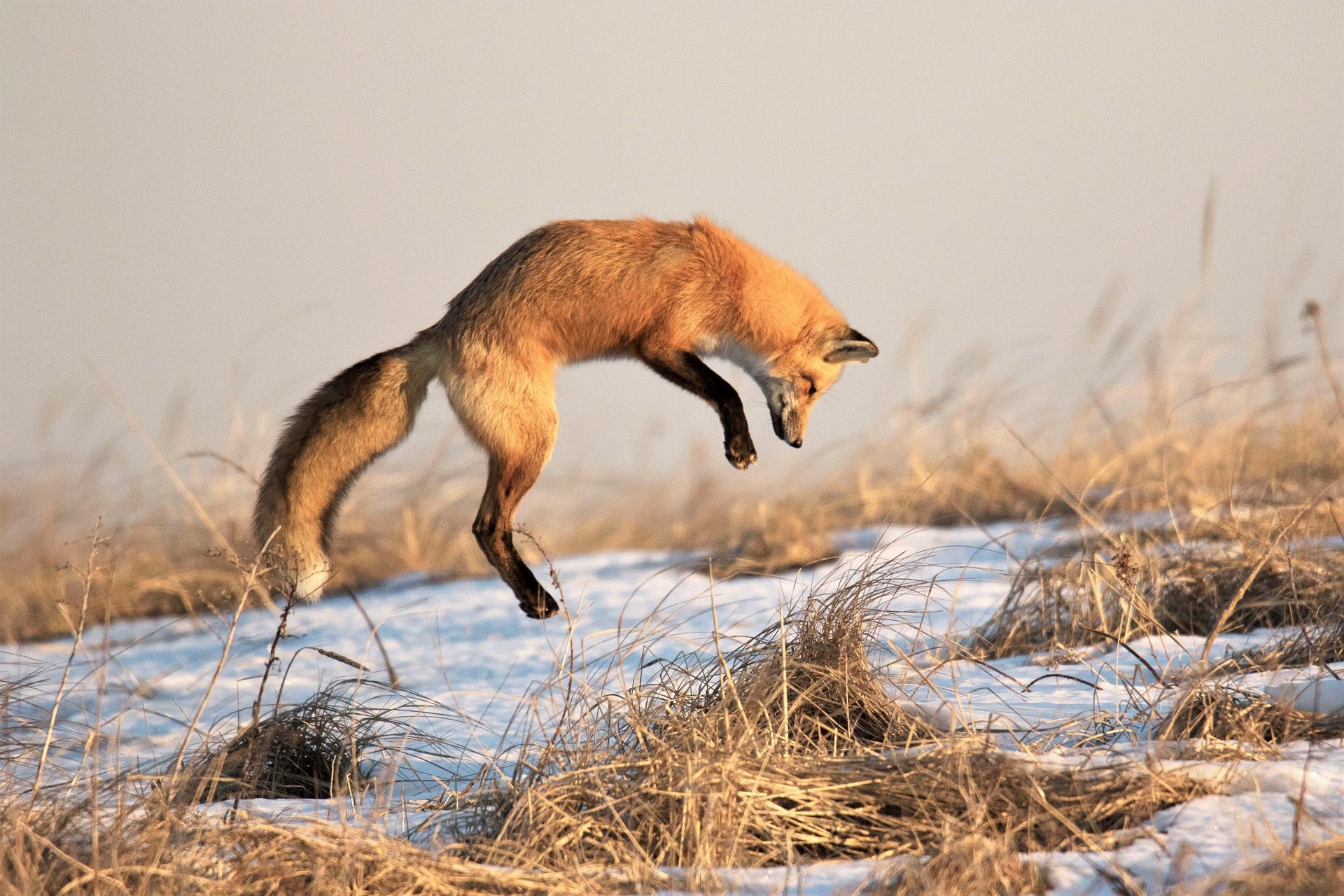 A red fox jumping in the air looking straight down. There is snow and dead vegetation below the fox.