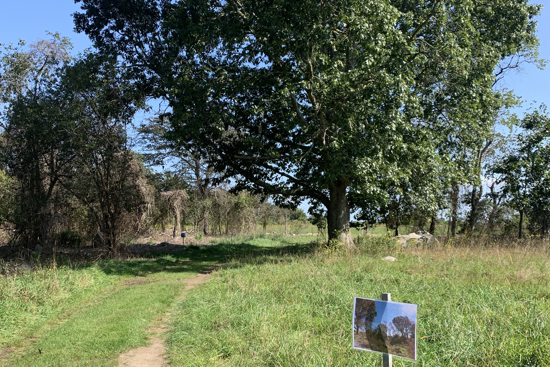 Trail under tree cover at Allens Pond