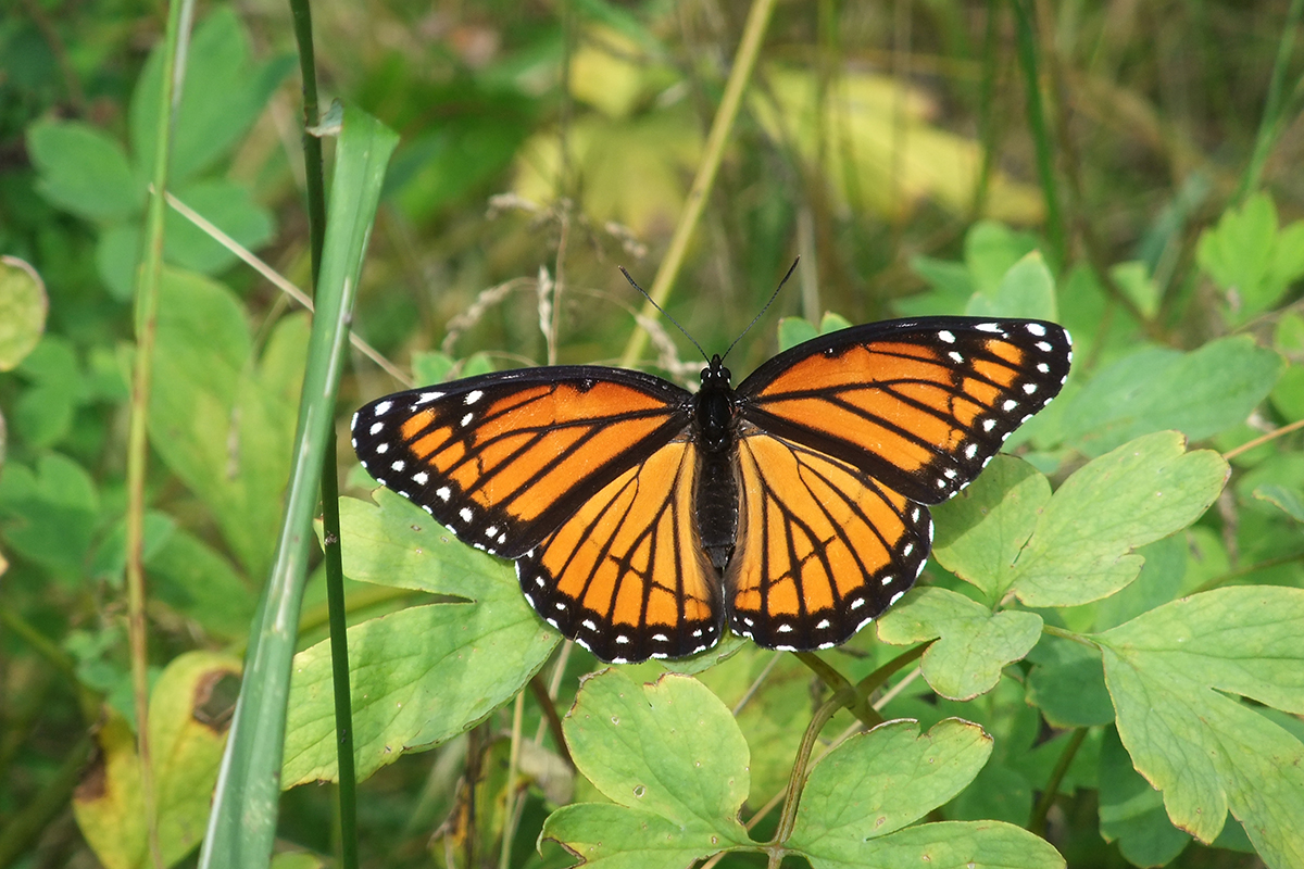 orange and black butterfly on a green leaf