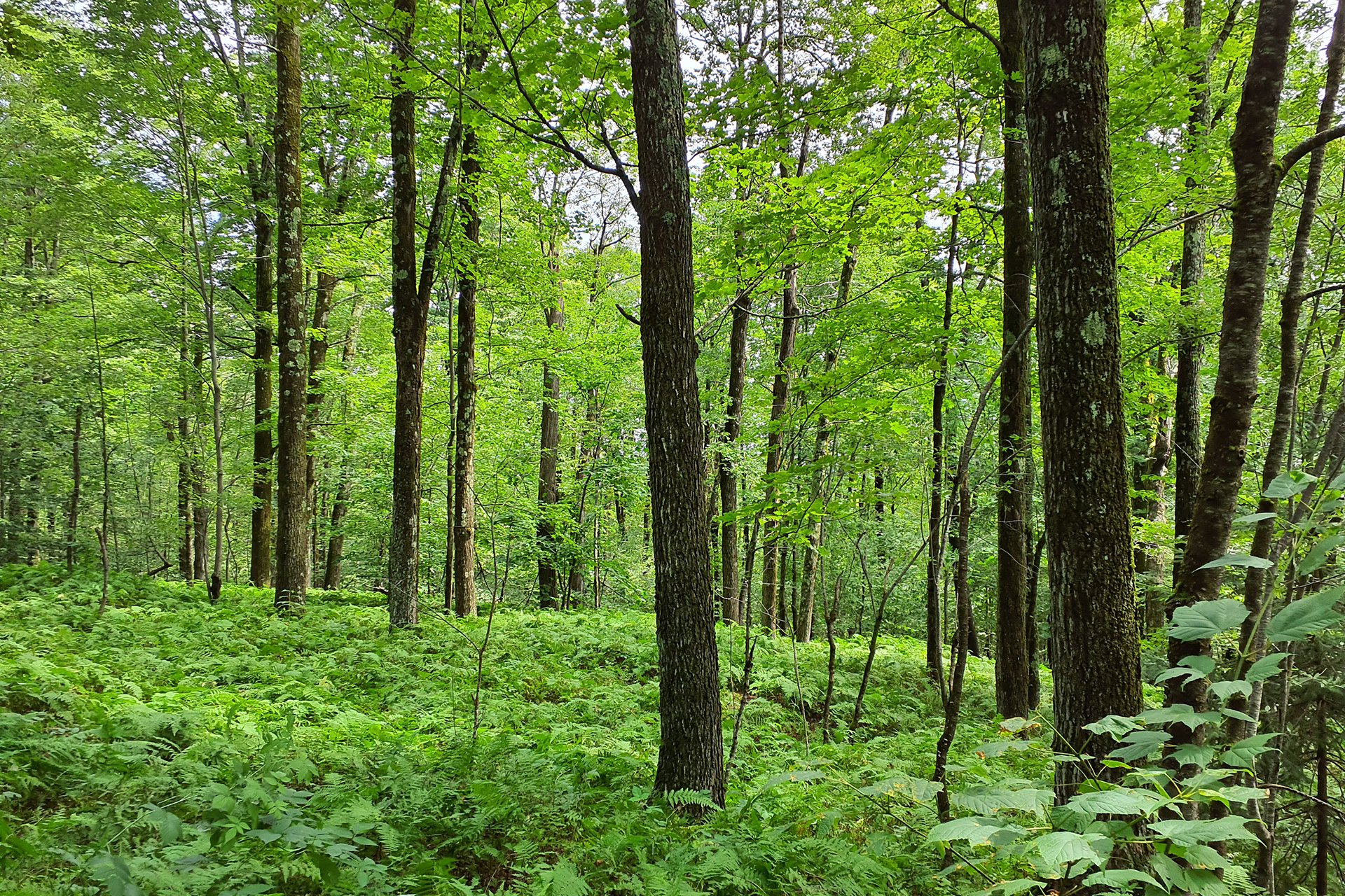 A lush, bright green forest along the Vermont border