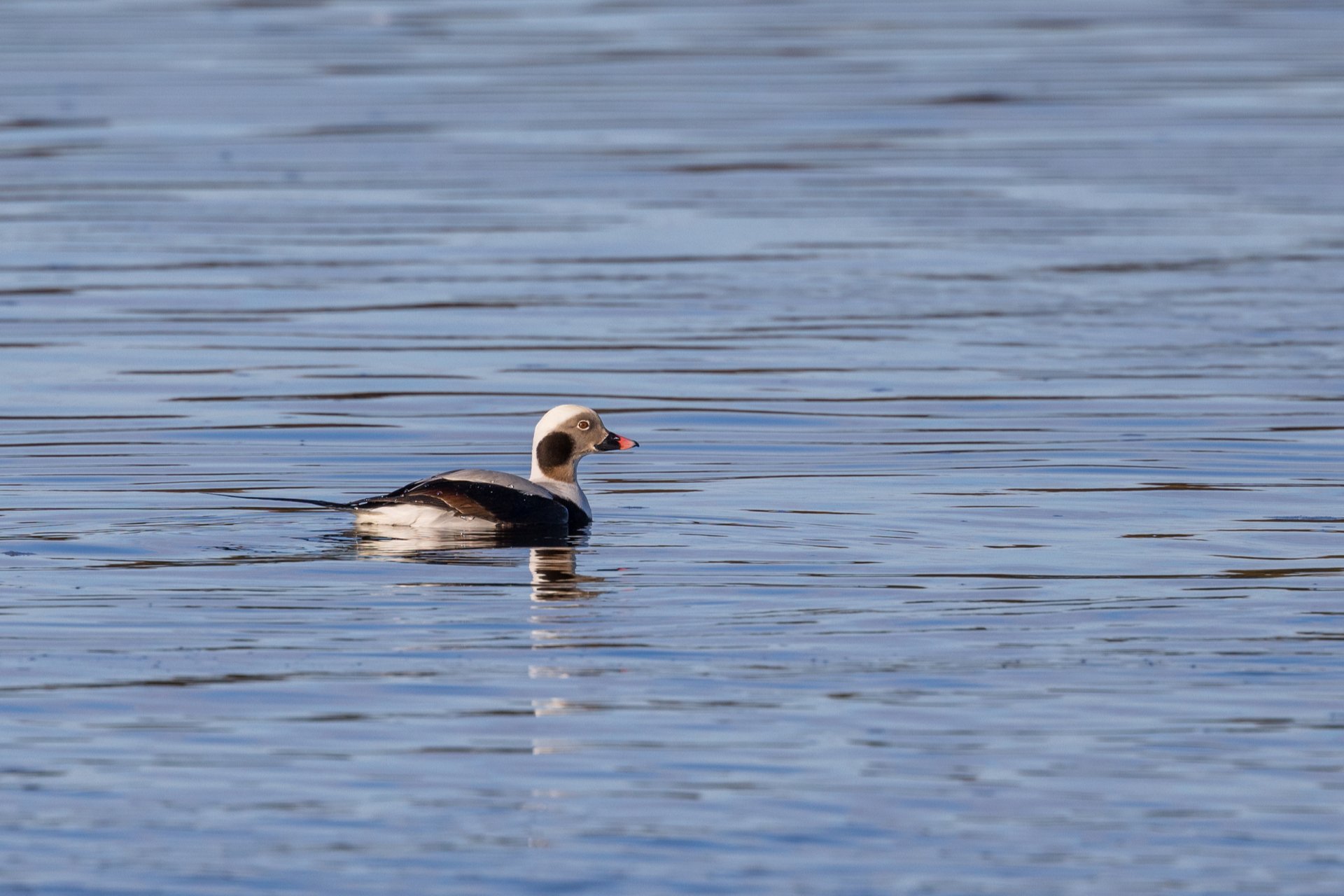 duck swimming on top of water