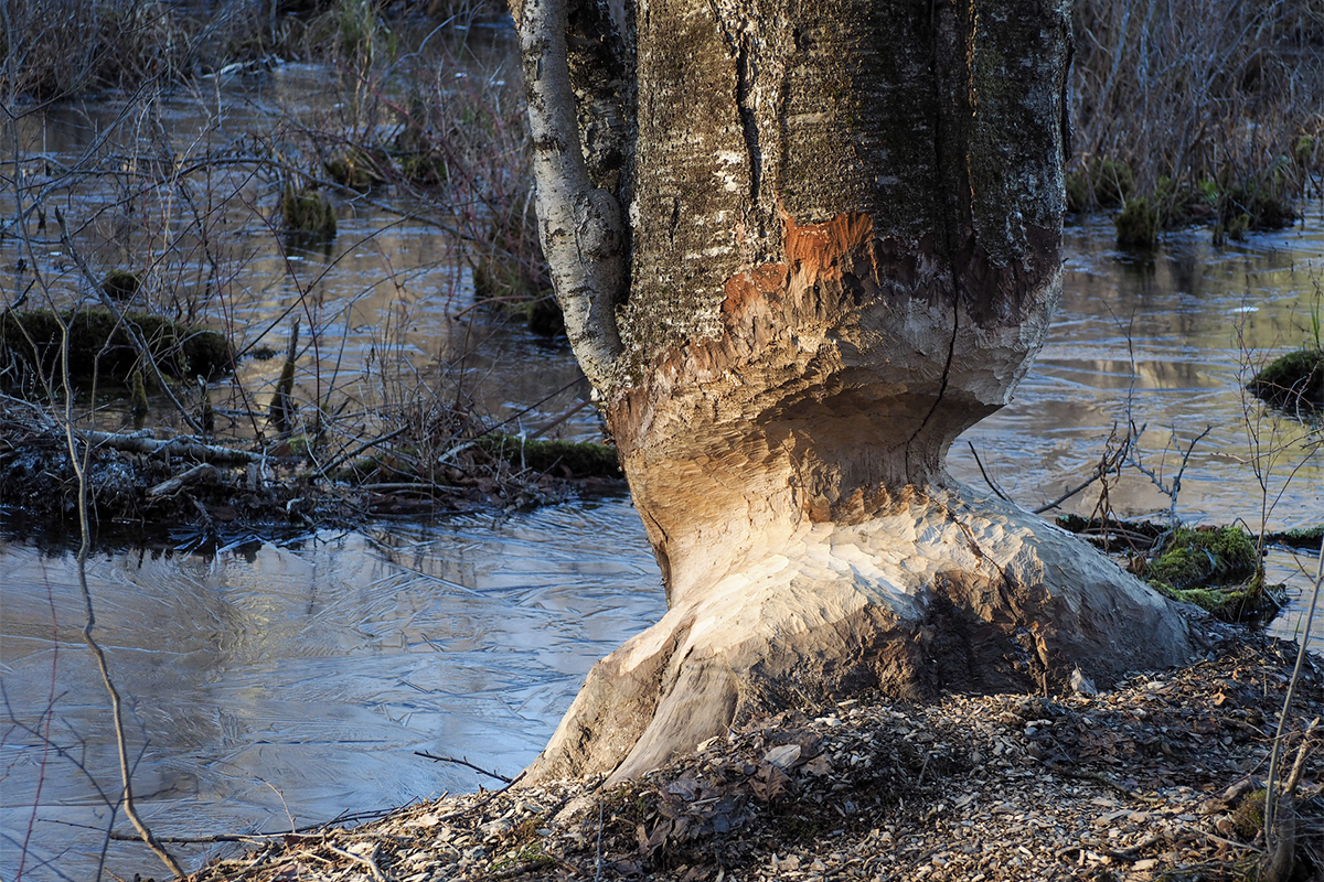 The bottom of a tree thinned out with teeth marks.