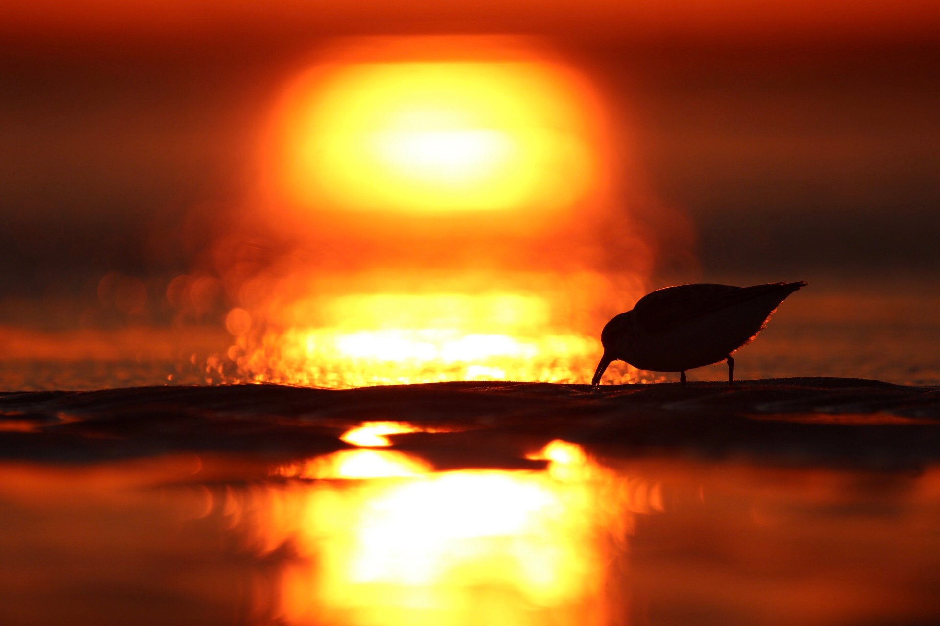 shorebird silhouetted by sun