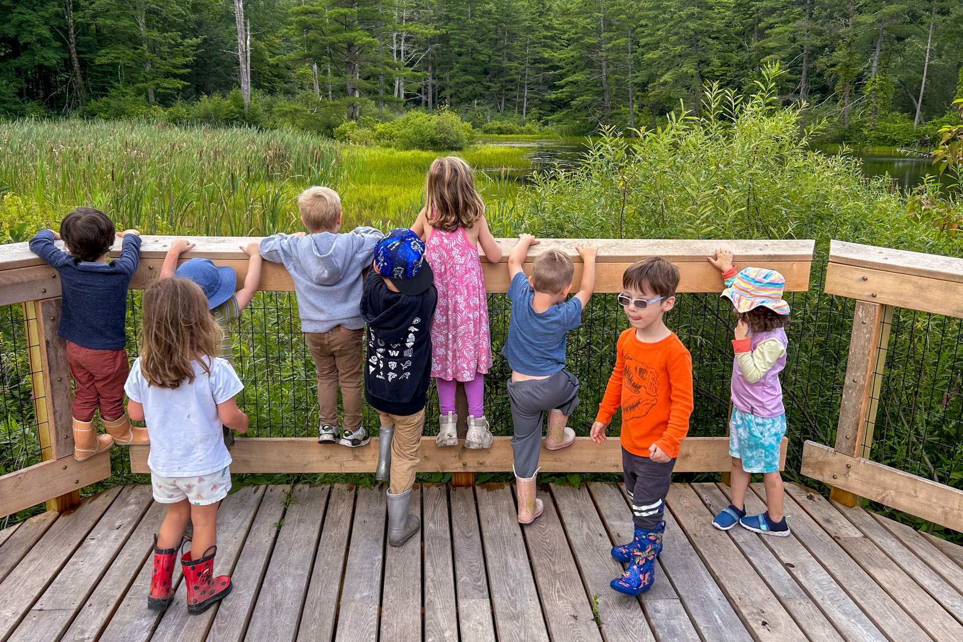 Campers at Berkshire Nature Camp look for wildlife in the wetlands at Pleasant Valley Wildlife Sanctuary in Lenox from an observation platform on a boardwalk trail