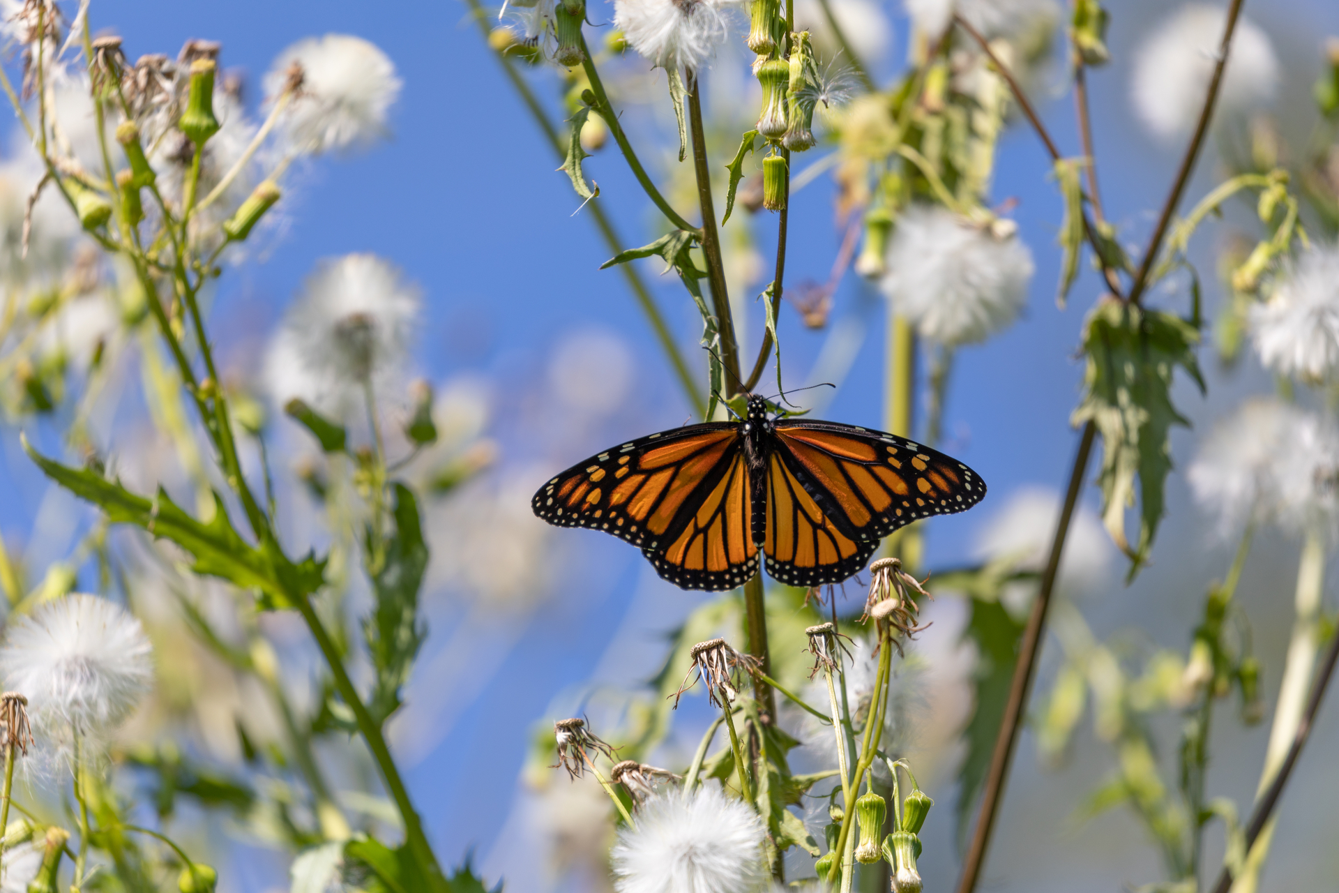 Monarch Butterfly