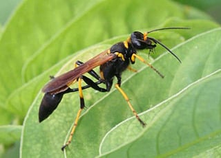 Black and yellow mud dauber © Johnny N. Dell, Bugwood.org