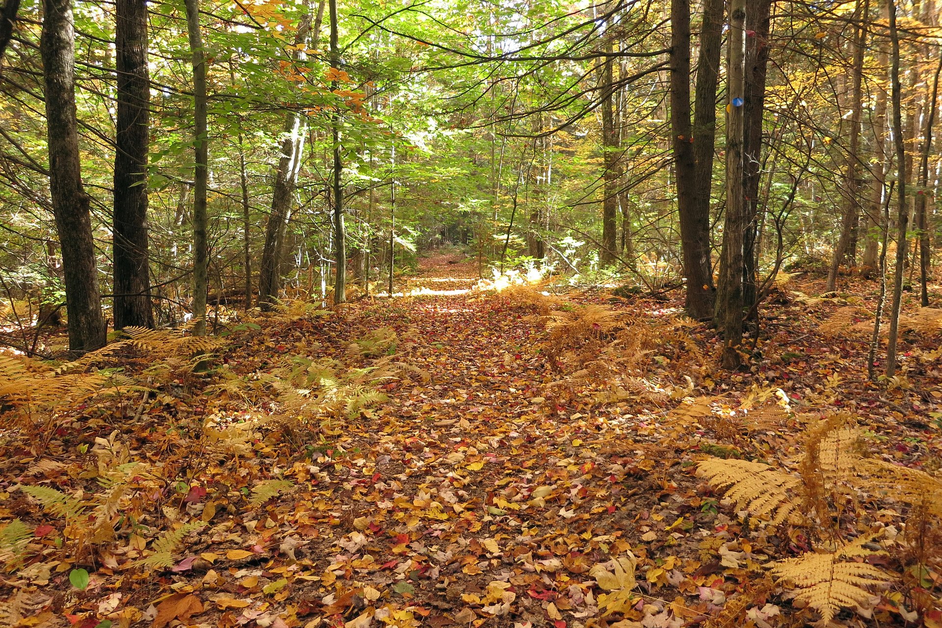 wide trail with leaves on ground and yellow ferns and foliage