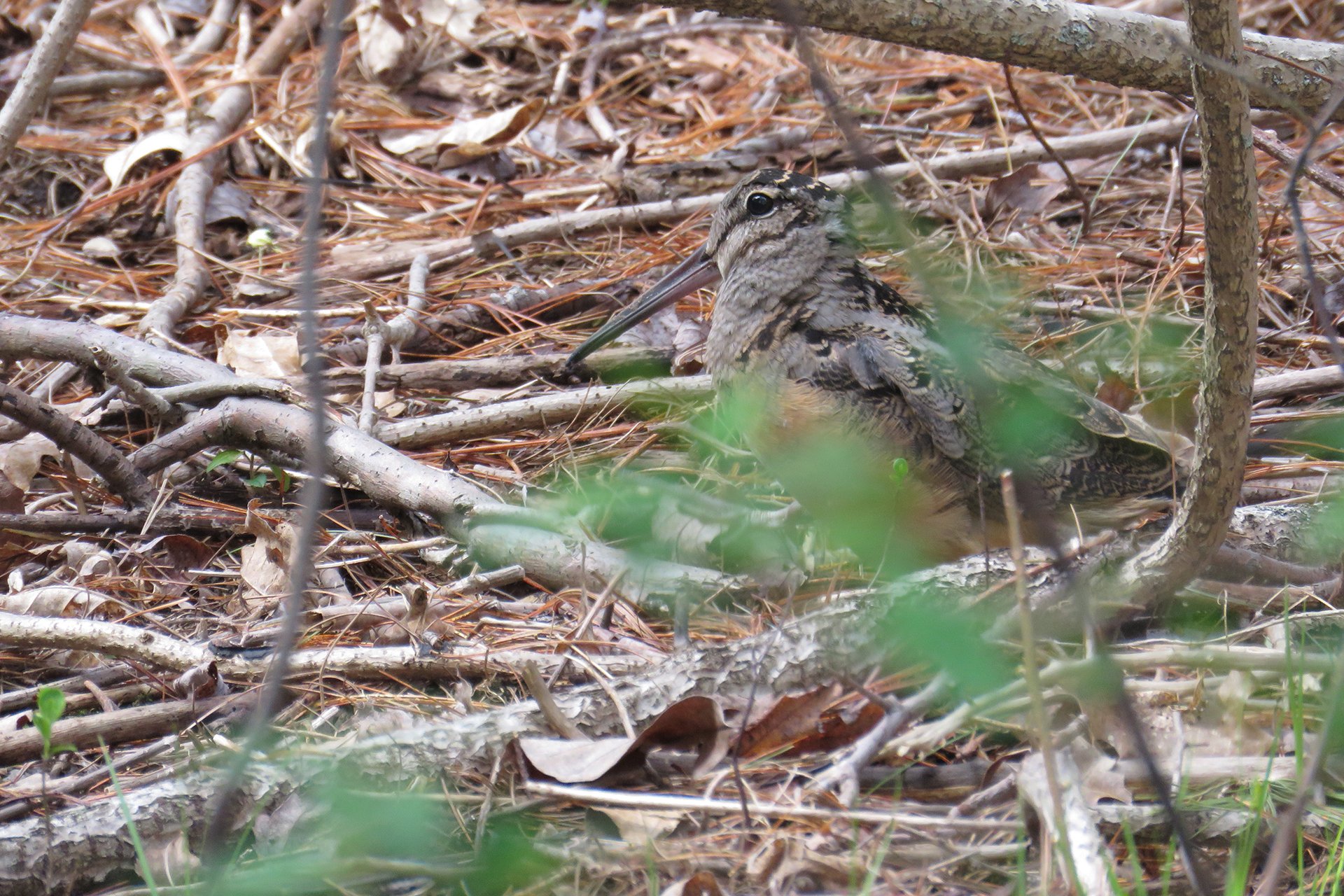 American Woodcock in the woods