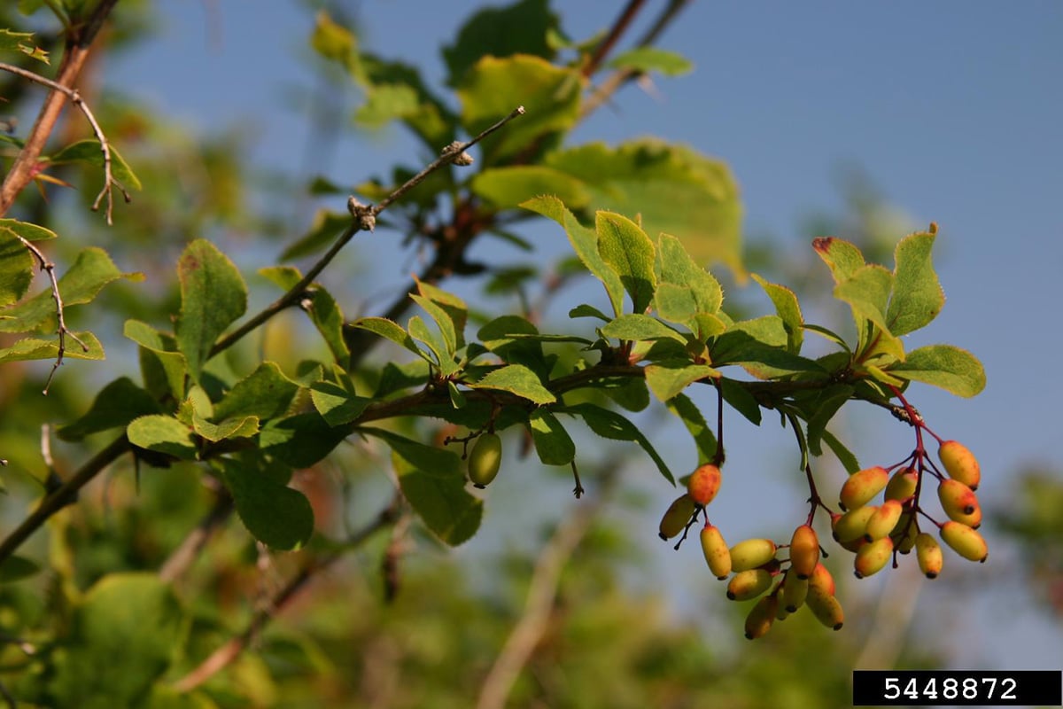 common barberry berries