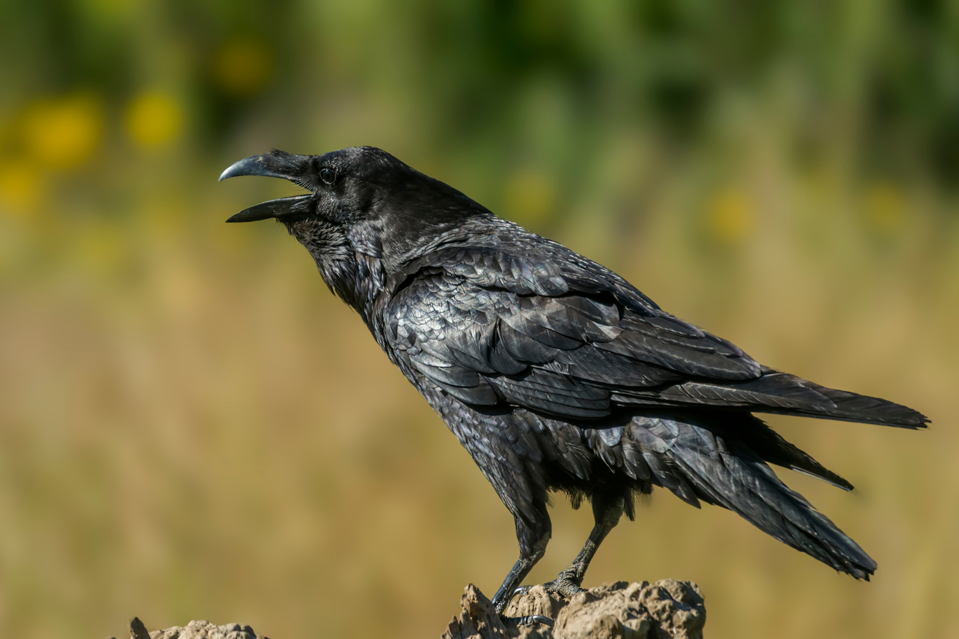 Common Raven
