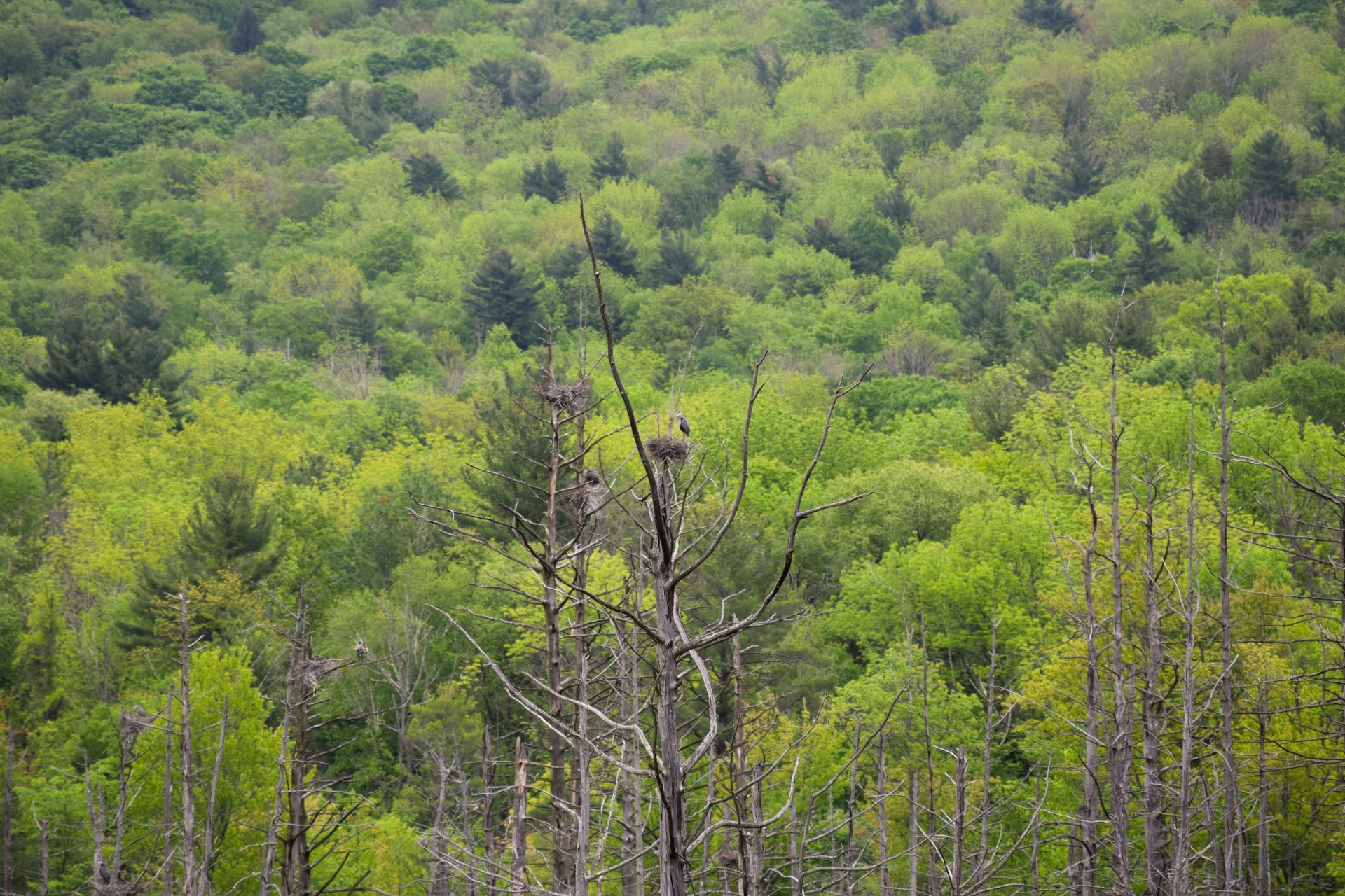 heron on a nest high up in a tree