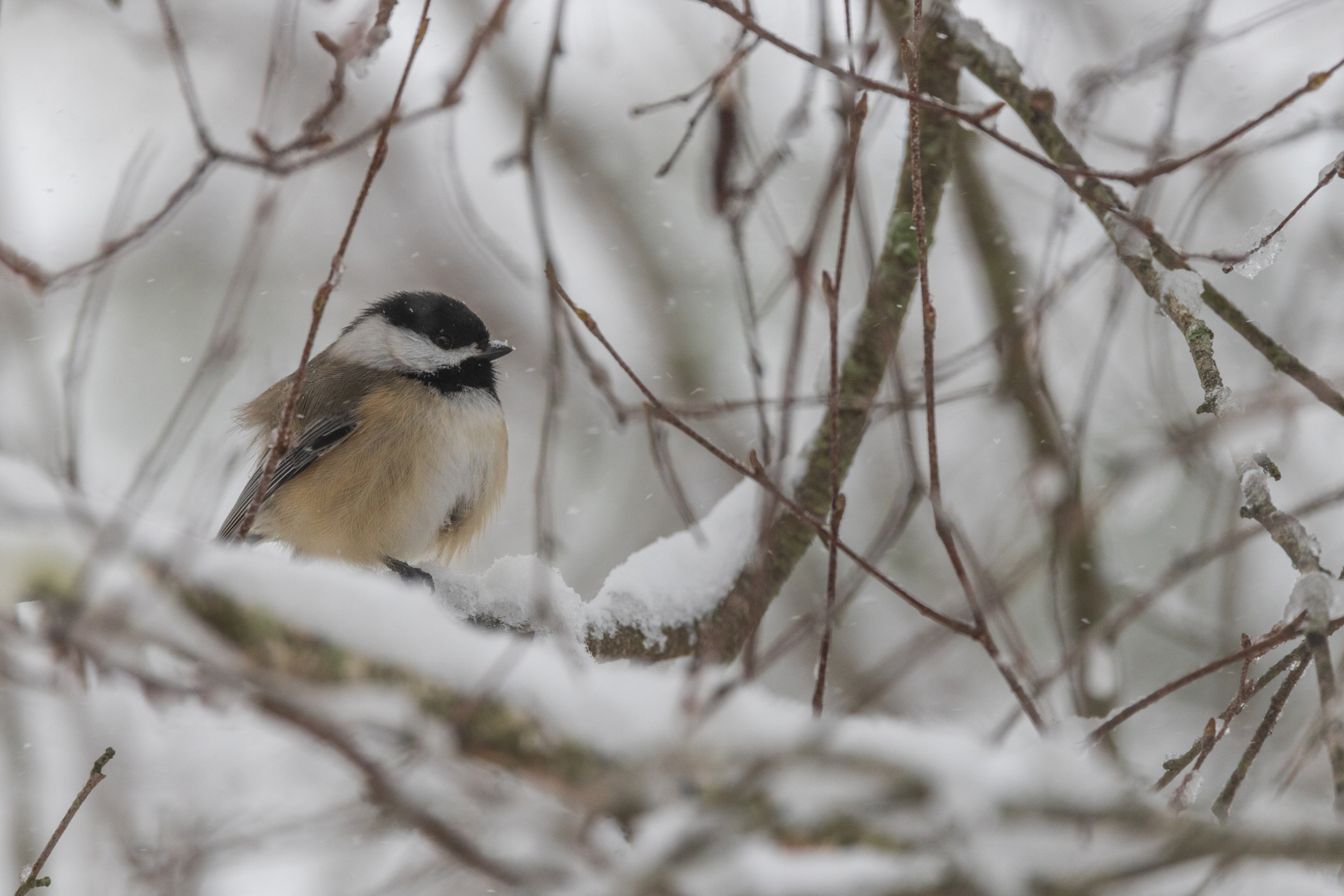 Black-capped Chickadee perched on a snowy branch