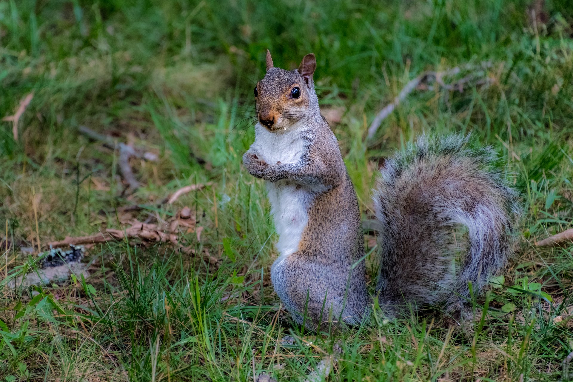 Gray squirrel standing on hind legs looking at camera.