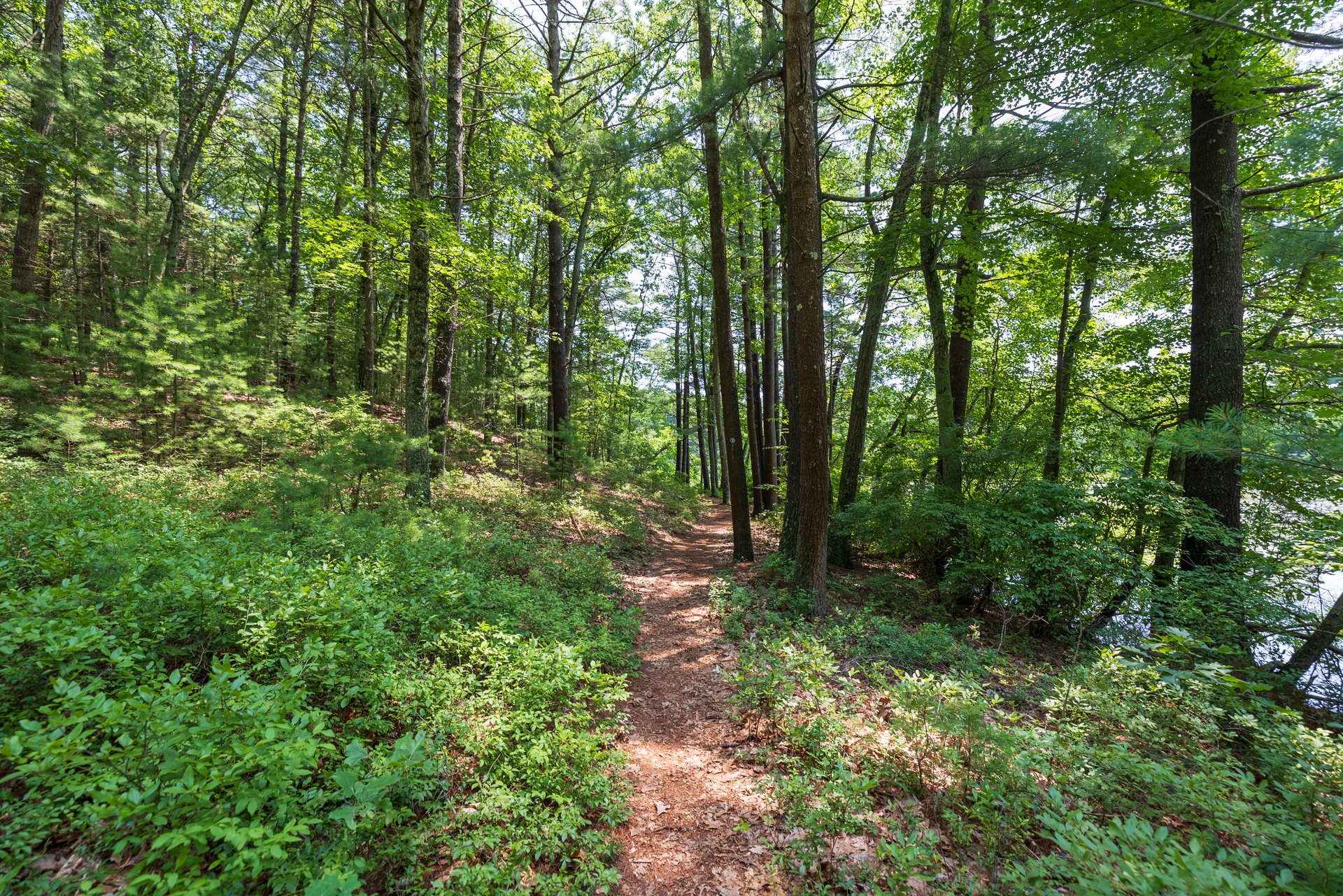 Narrow trail through the woods with river on right