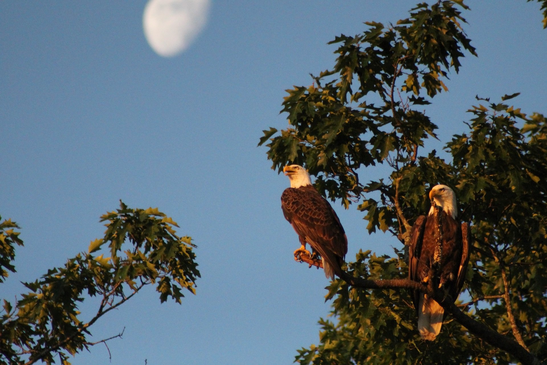 Two bald eagles perch in a tree. A waning moon is in the blue sky behind them.