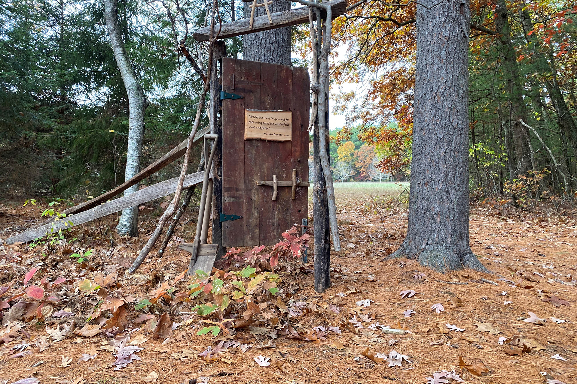 A wooden door installed in a frame of branches in the woods