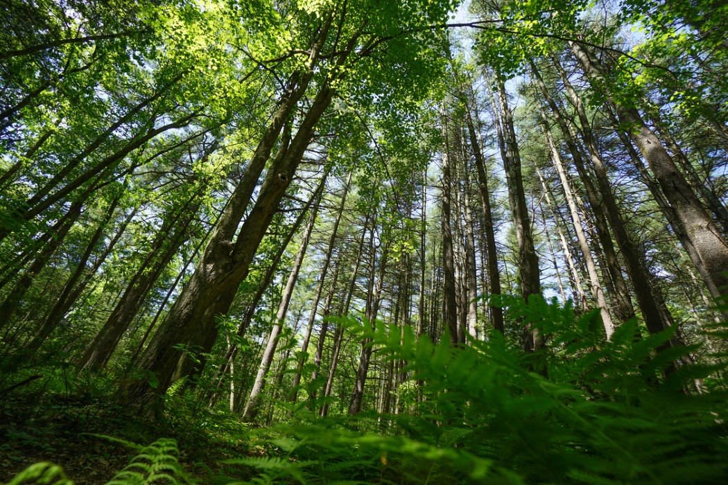 Tall trees seen from the perspective of the forest floor