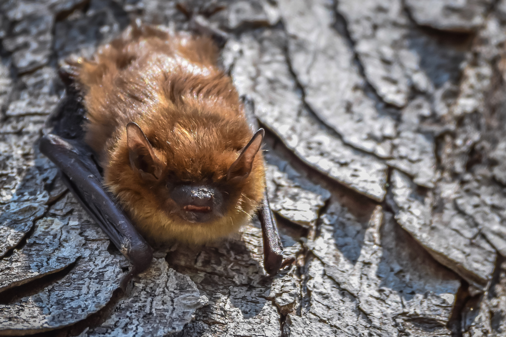 A bat with its wings tucked beneath it hanging from a tree.