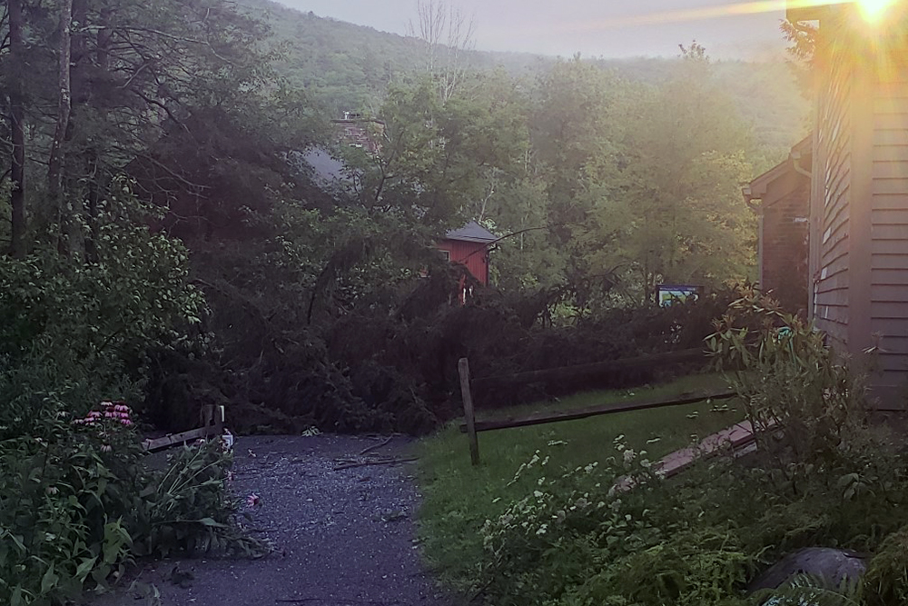 Downed trees crossing a path near the office