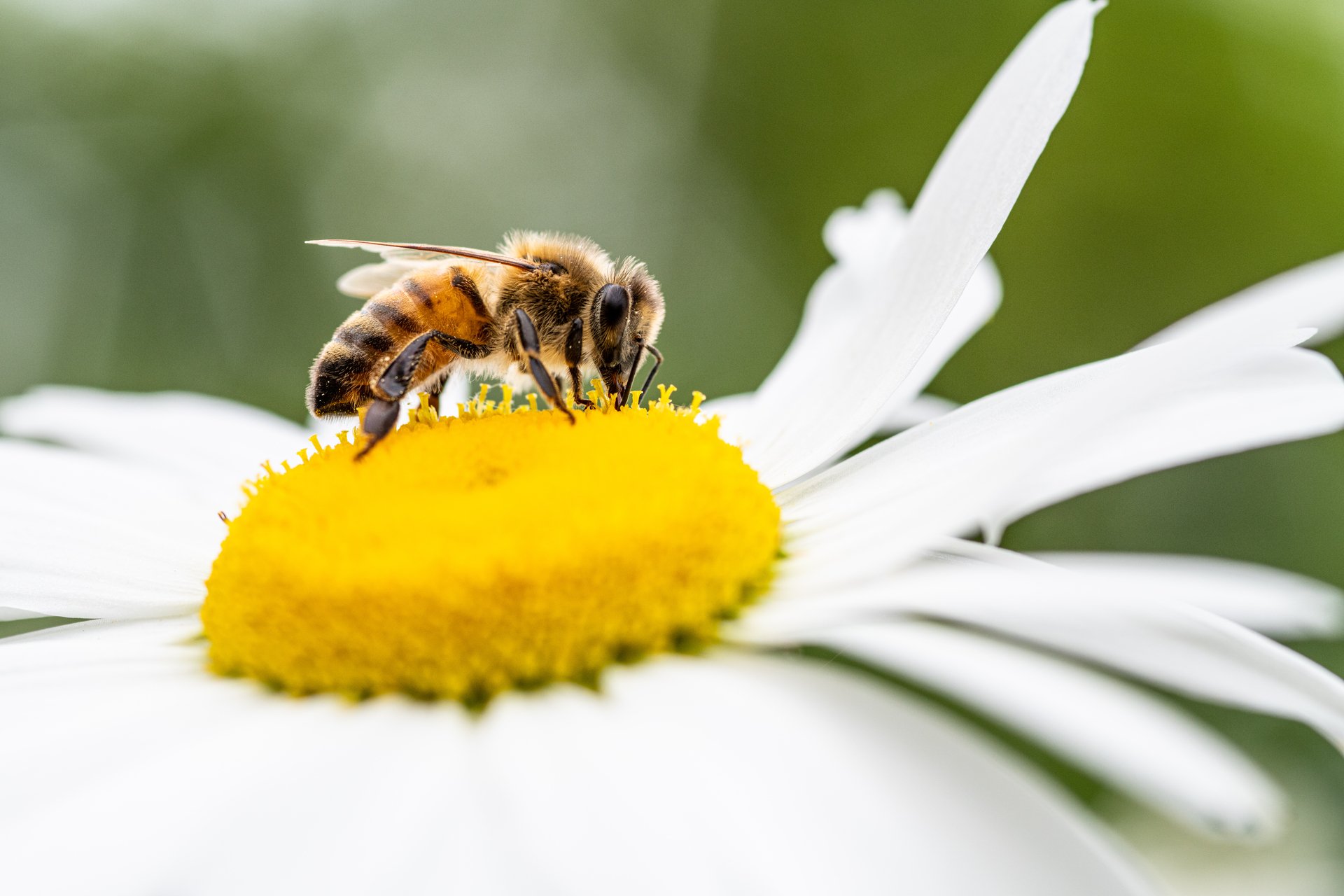 European honeybee on a white and yellow flower