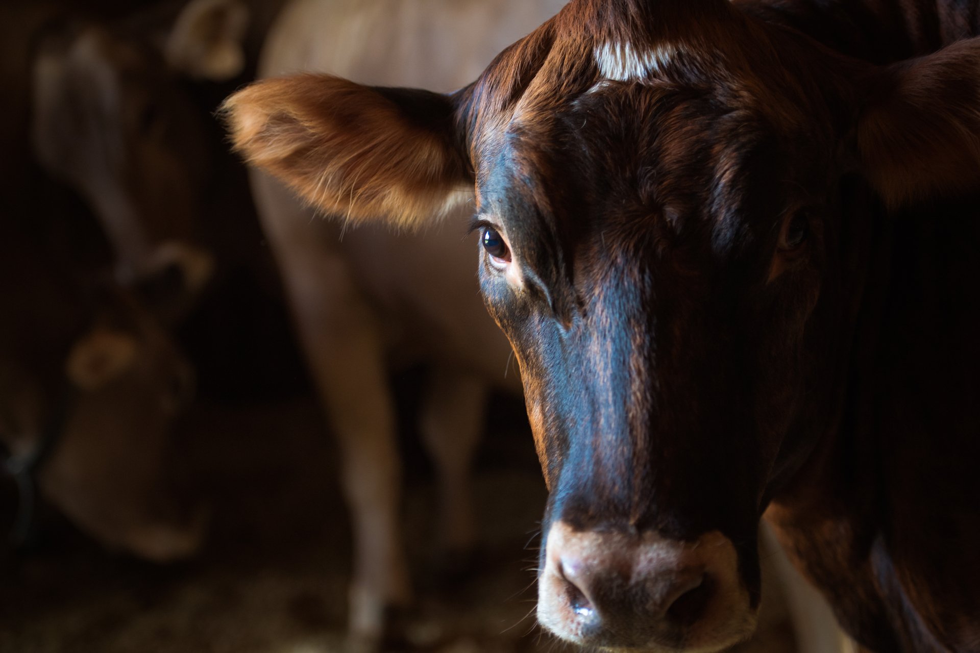 A brown and black cow looking directly at the camera. Its hard looks soft in the lighting.