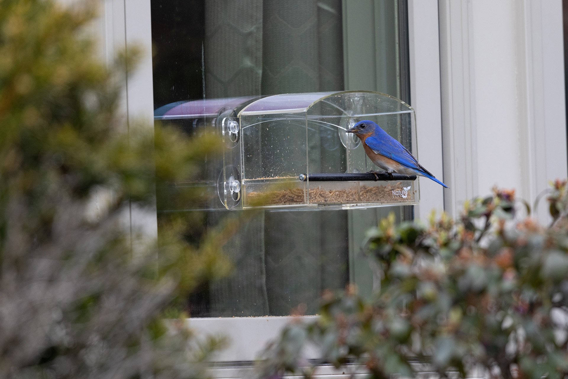 Eastern Bluebird at a window feeder