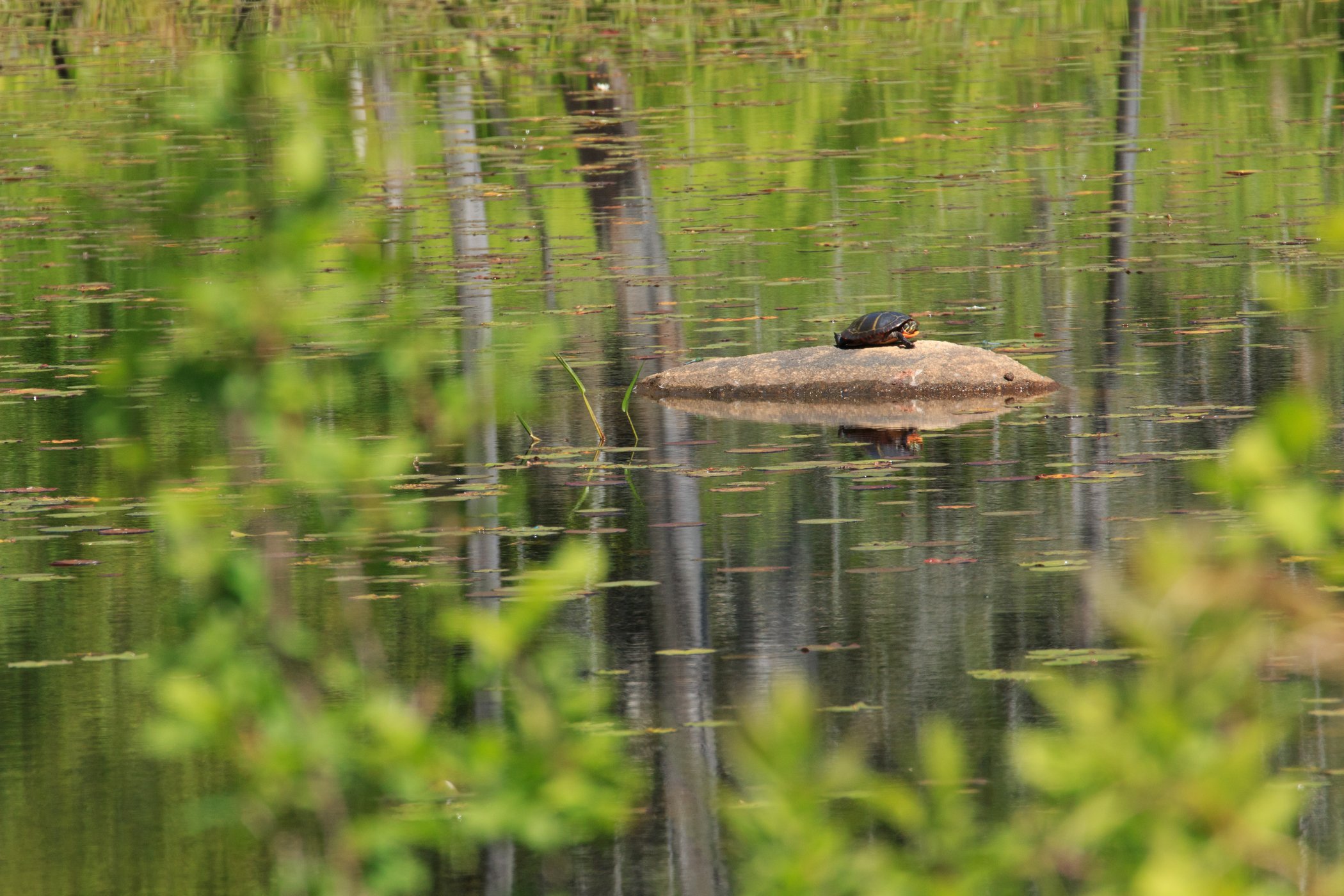 turtle on rock in middle of pond at Waseeka