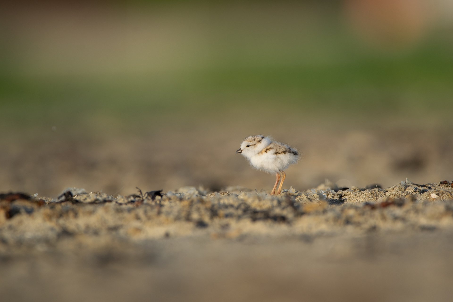 Piping plover chick on the beach copyright Jason Goldstein
