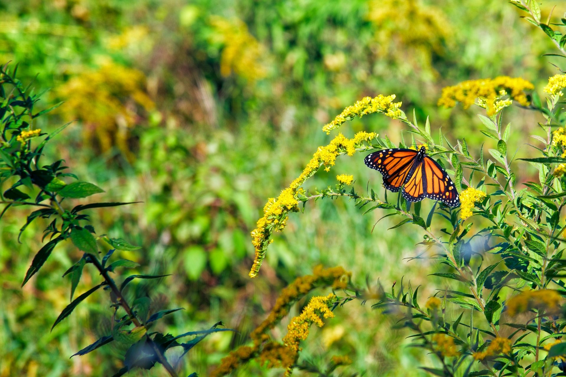 A Monarch butterfly rests amid goldenrod at Wachusett Meadow Wildlife Sanctuary.