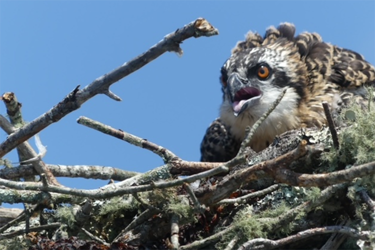 Osprey in a nest