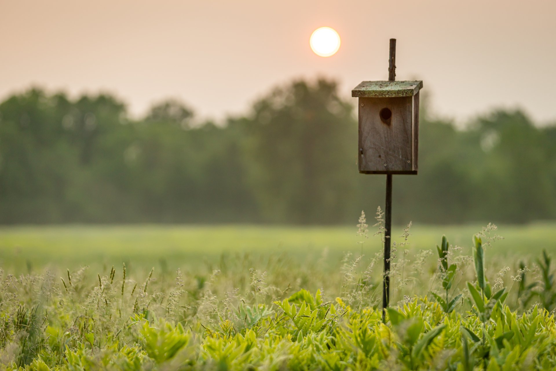 Birdhouse in field at sunset