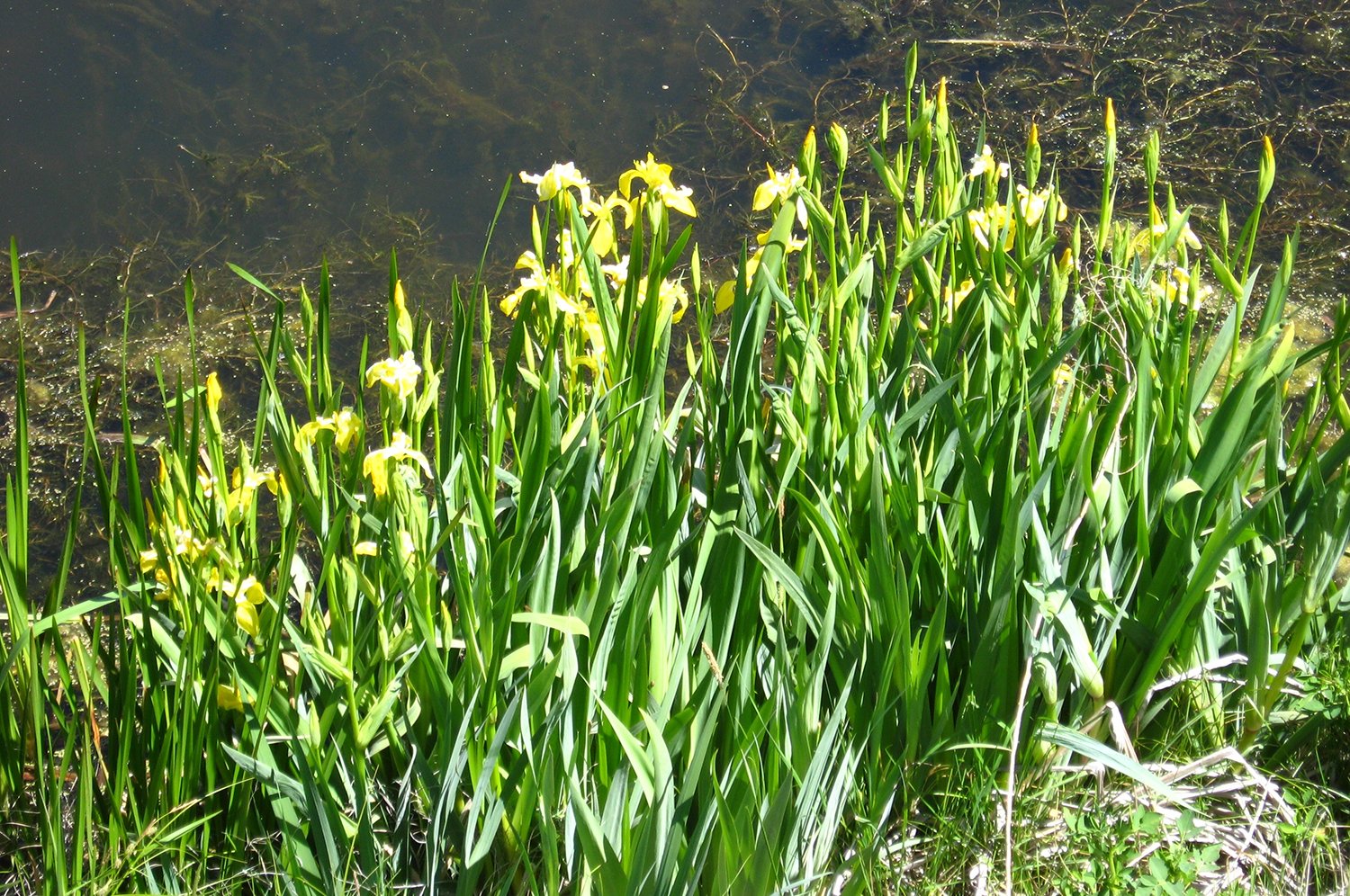 Yellow Iris