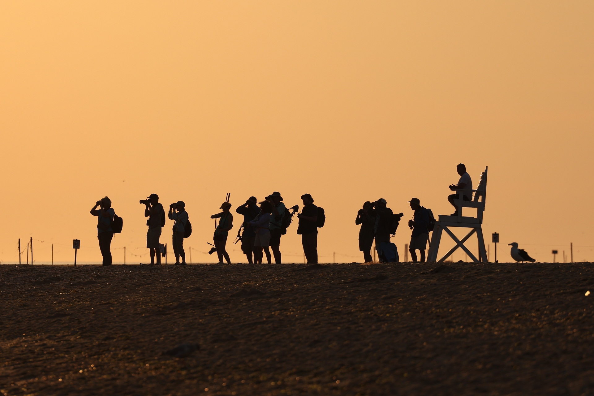 silhouetted outline of group of people birding