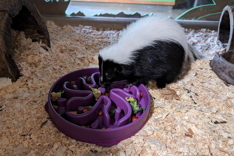 Skunk with a purple feeder toy