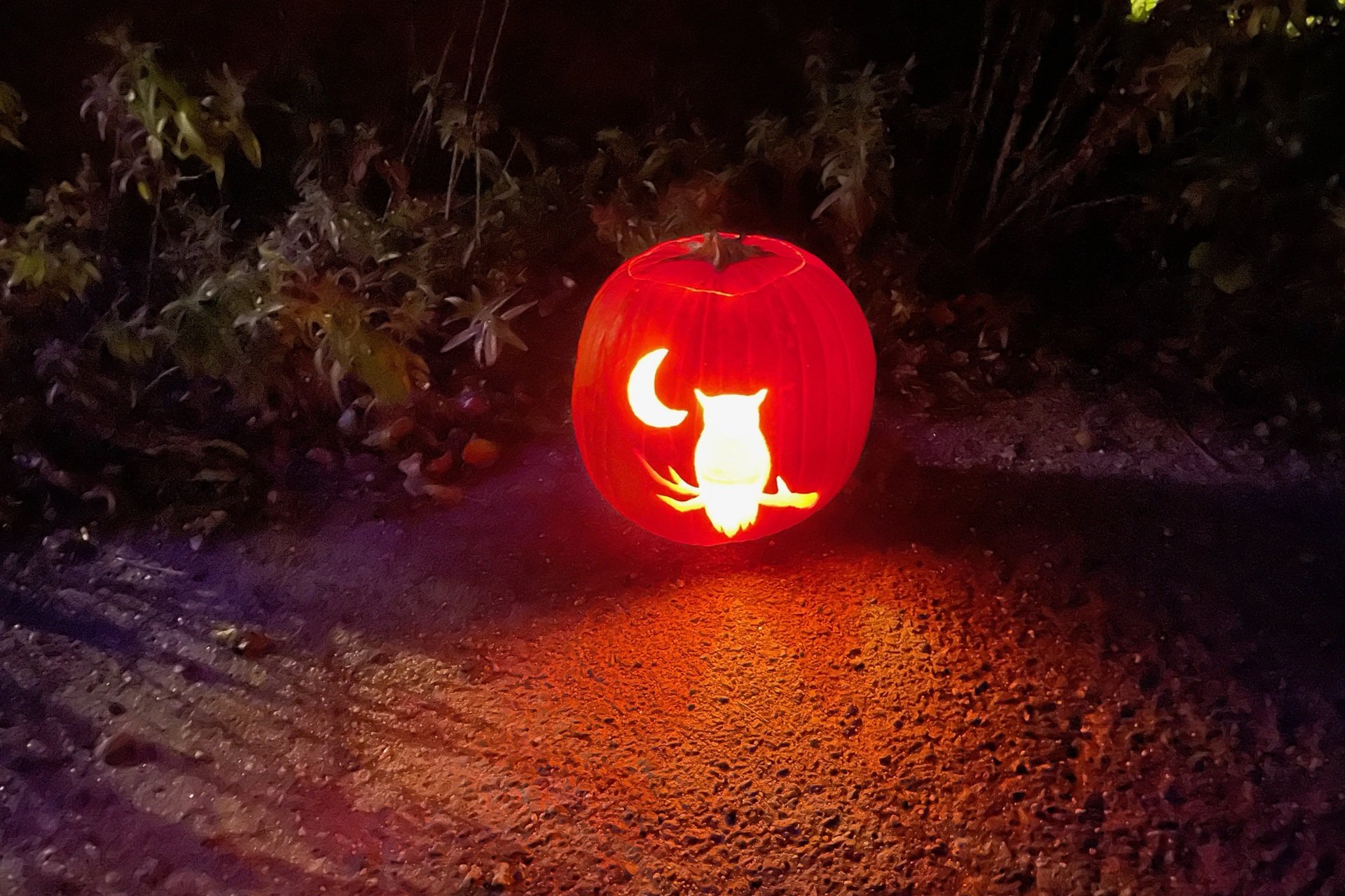 Jack-o-lantern with an owl and crescent moon carved into it
