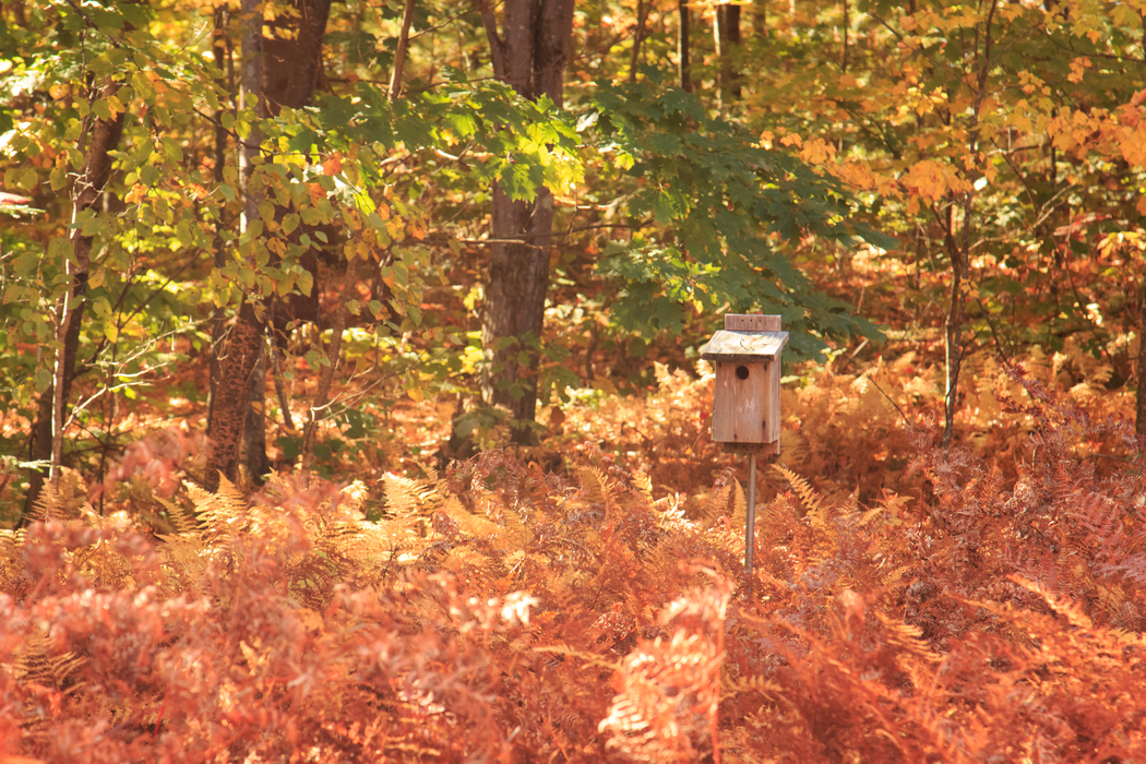 Bird box in a fern meadow with shades or oranges and yellows at High Ledges in Fall