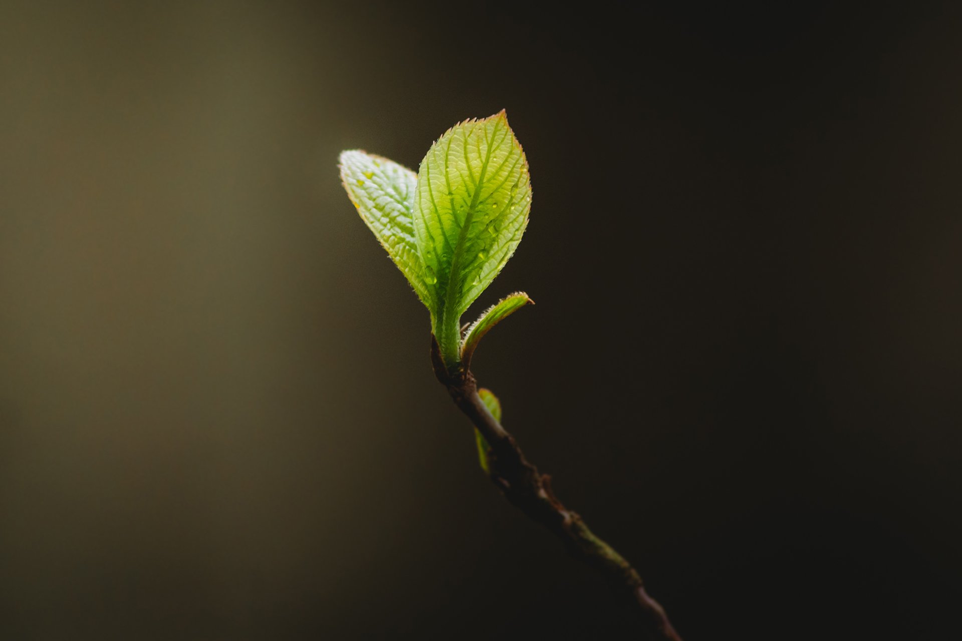 small budding green leaf