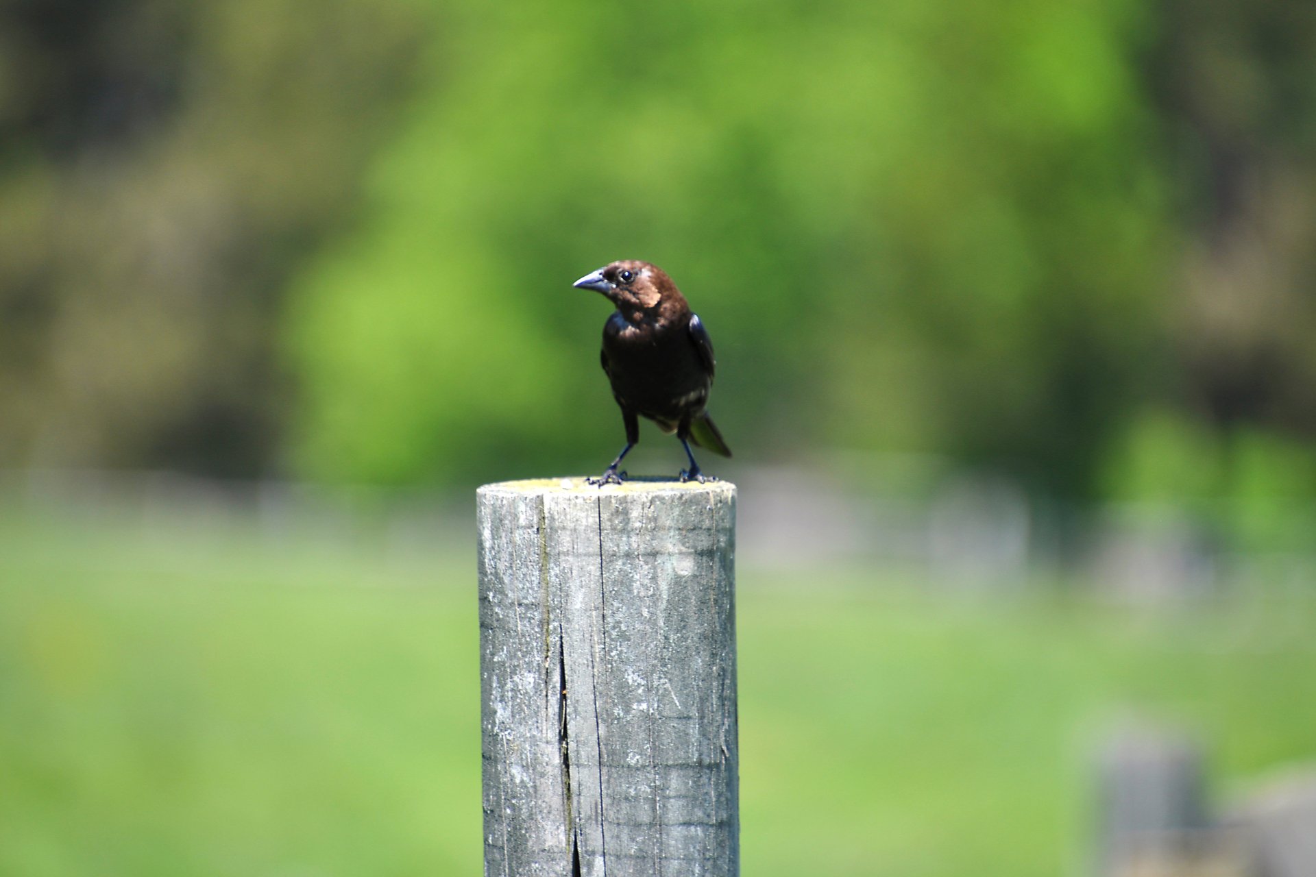 Dark bird sitting on stump