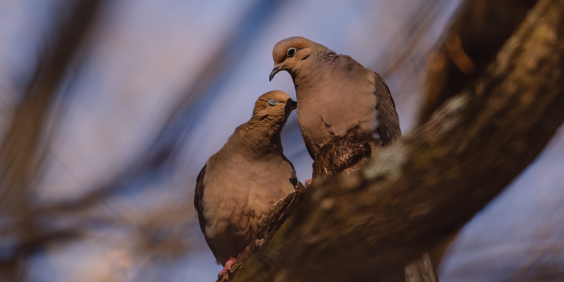 two mourning doves together on branch